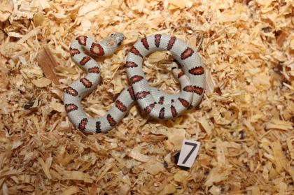 Lampropeltis Leonis Nachzucht 2024