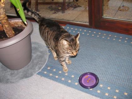 Kater vermisst, seit Sonntag, den 5. 3. 2023
