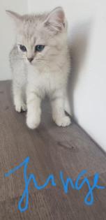 BKH KITTEN REINRASSIG SOFORT ABHOLBEREIT