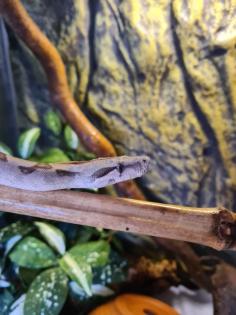 Boa constrictor imperator
