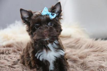 Yorkshire Terrier mit Papiere in schoko Farbe