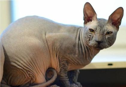 Don Sphynx Junge