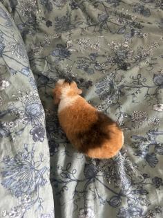 Meerschwein Teddy Weibchen