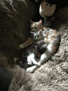 Maine Coon/Sibirische Waldkatzen Babys
