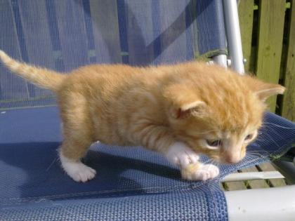 3 Katzenmädchen zu verschenken