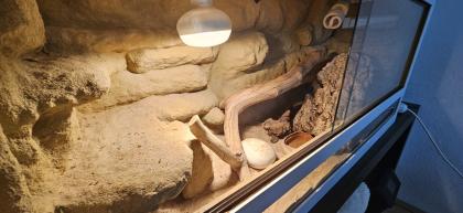 Bartagame inkl. Terrarium abzugeben