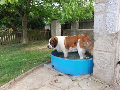 Welpen Moskauer Wachhund
