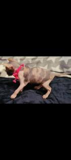 Reinrassige Sphynxbabys
