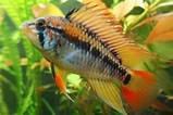 Apistogramma macmasteri und cacaduoides