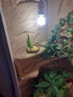 Madagaskar Tagesgecko