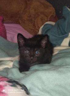 4 baby Kater suchen noch