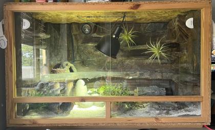 Terrarium mit 3 Leopardgeckos -vollausgestattet Zubehör