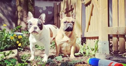 Französische bulldogge welpen