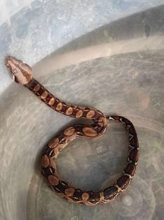 0. 0. 4 Boa Imperator von April 23