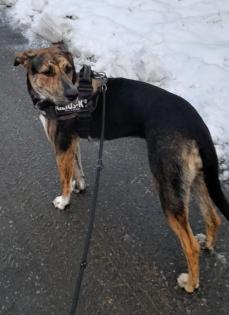 Husky Windhund Bulldoggen Mix super lieb