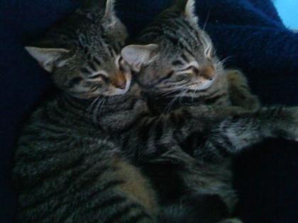 2 Schmusekater abzugeben