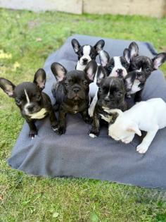 7 Französische Retro Bulldoggen Welpen