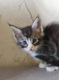 Maine Coon Kitten mit Stammbaum suchen einen neuen Kuschelplatz