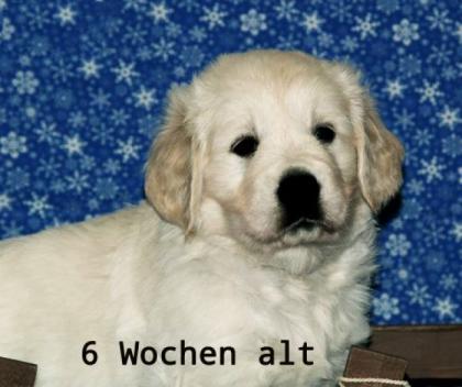 Golden retriever Welpe-Madchen m. Ahnentafel