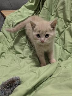 PerserMixKitten weiblich