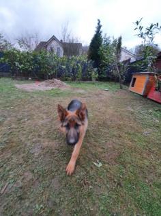 Deutsche schäferhund Welpe