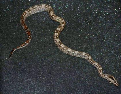 Bci Tarahumara/Mexico Zwergboa 05/21
