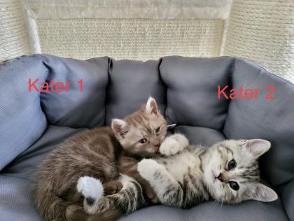 BKH Kitten suchen ab 17. 05 ein neues Zuhause