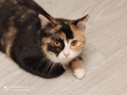 Deckkater gesucht