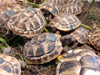 Griechische Landschildkröten THB Nachzuchten von 2022