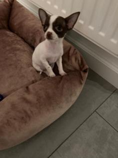 Chihuahua Welpen Mini