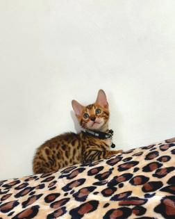 Bengal katze, Baby Katzen