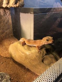3 Geckos mit Terrarium zu verkaufen