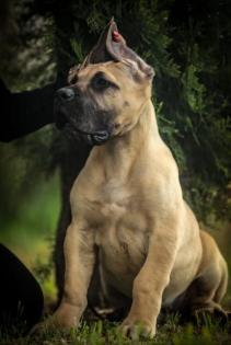 PRESA CANARIO WELPEN