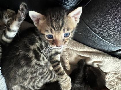 Bengalen aus liebevoller Zucht mit TICA-Stammbaum melanistic und brown spotted