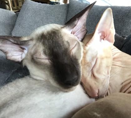 Peterbald Sphynx Siam Orientalisch Kurzhaar Kater