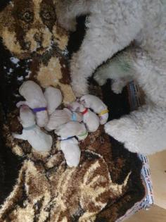 Labradoodlewelpen