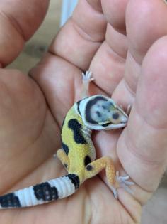 Leopardgeckos aus Rostock NZ 2024