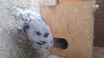Minischwein Eber sucht dringend neues Zuhause