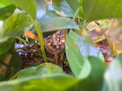 1. 0 Kornnatter Anery Scaleless Terrarium Zubehör