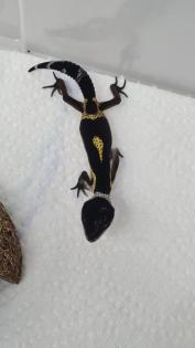 Leopardgecko NZ