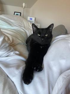 Kater Vermisst