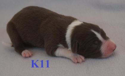 Reinrassige Border Collie Welpen mit Ahnenliste