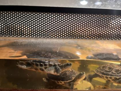 Schildkröten chinesische Wasserschildkröten