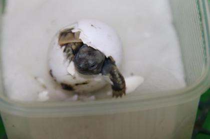 Griechische Landschildkröten THB 2021 abzugeben