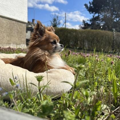 Chihuahua Deckrüde Smokey sucht liebevolle Hündin