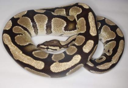 Königdpythons Adult, Alle Proven Breeder