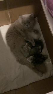 BKH Britisch Kurz Haar Kitten
