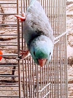 Sperlingspapagein, Männchen