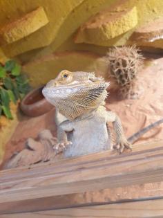 Bartagame män 6 Jahre