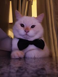 Weiße Siamkatze